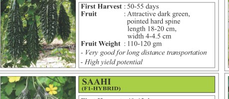 VNR NT 222 Bitter Gourd Seeds