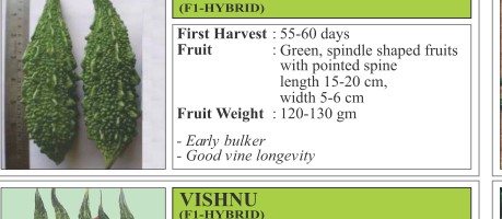 VNR 22 Bitter Gourd Seeds