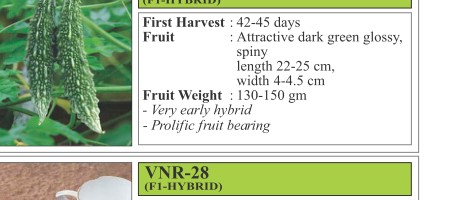 VNR NT 77 Bitter Gourd Seeds