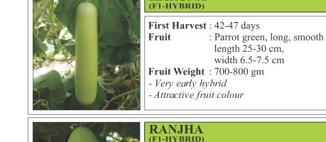 Haruna Bitter Gourd Seeds