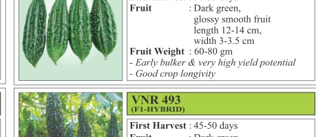 VNR 52 Bitter Gourd Seeds