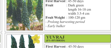 VNR 493 Bitter Gourd Seeds