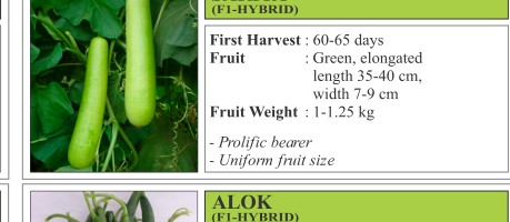 Sarita Bitter Gourd Seeds
