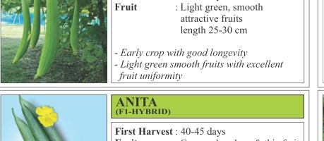 VNR SG 670 Sponge Gourd Seeds