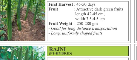 VNR RG 425 Sponge Gourd Seeds