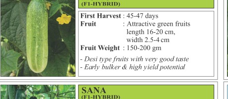 Kundan Sponge Gourd Seeds