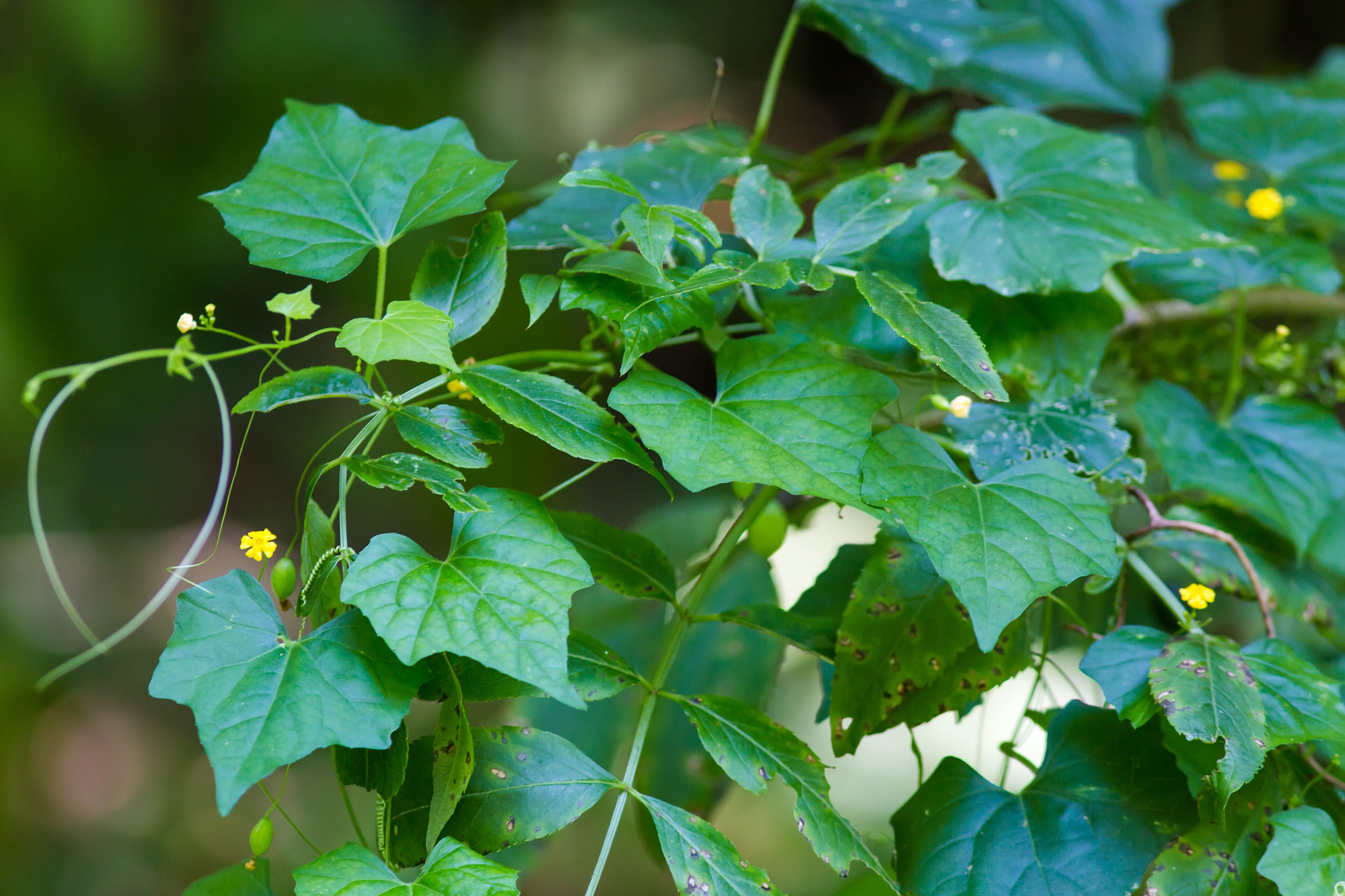 Aakil Cucumber Seeds
