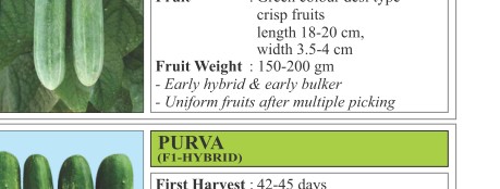 Krish Cucumber Seeds