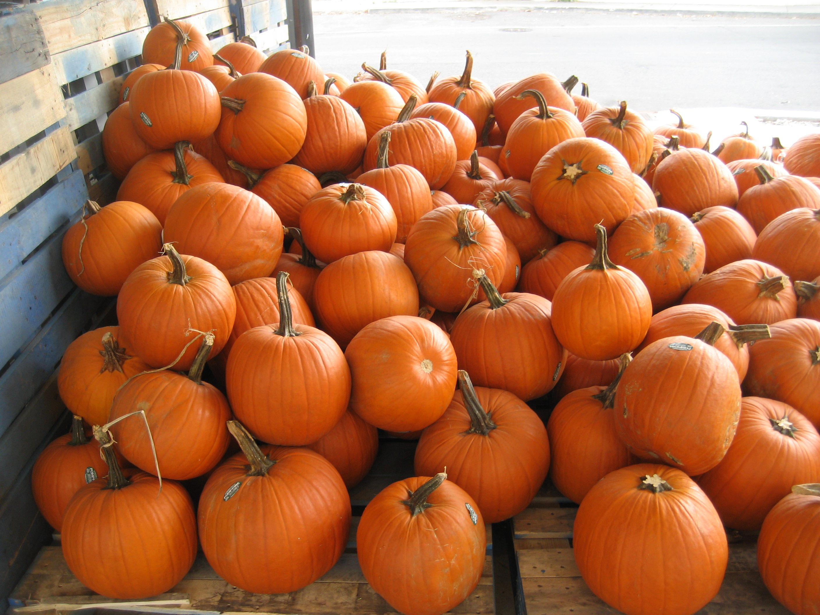 VNR 55 Pumpkin Seeds
