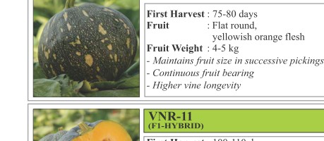 VNR P4 Pumpkin Seeds