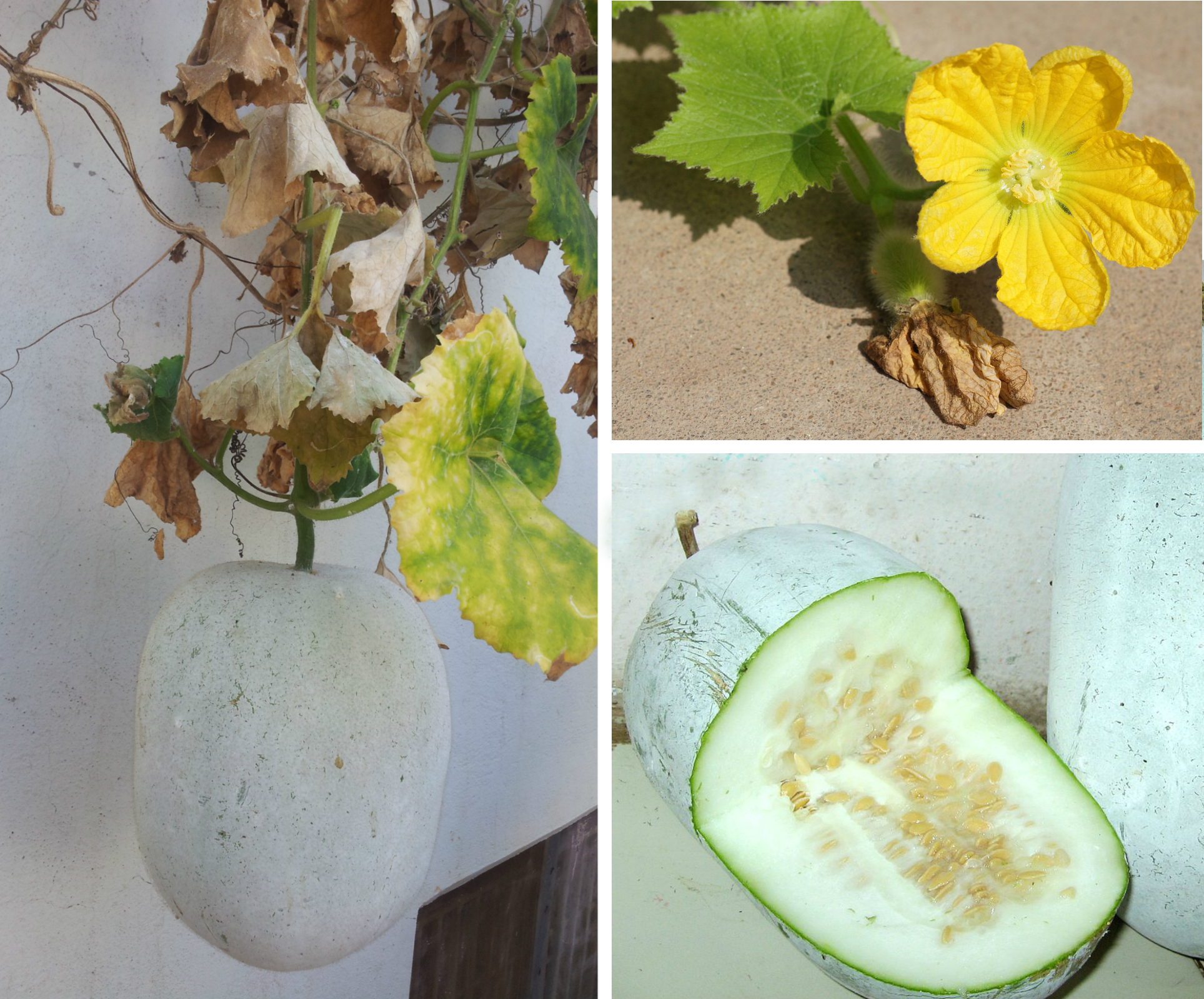 VNR 11 Pumpkin Seeds