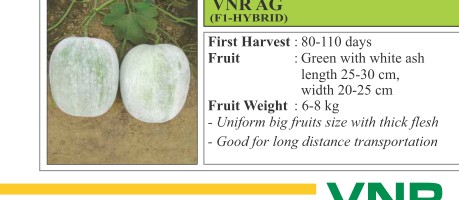VNR AG Pumpkin Seeds