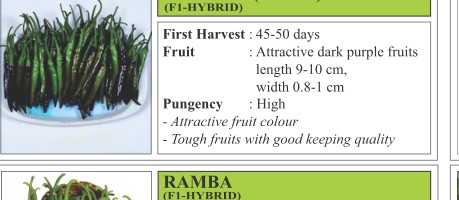 Krishna VNR 377 Tomato Seeds