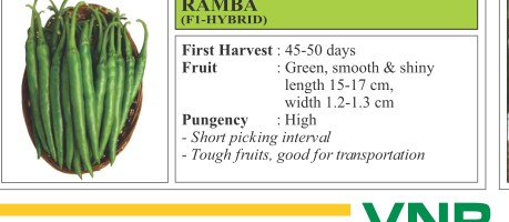 Rambha Tomato Seeds