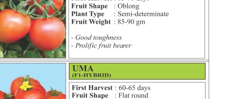 VNR 171 Tomato Seeds