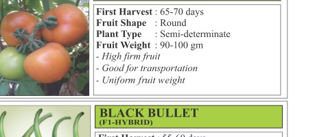 VNR 8357 Tomato Seeds