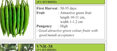 VNR 357 Tomato Seeds
