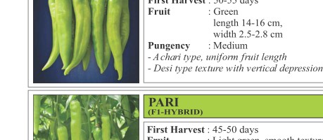 VNR 836 Chilli Seeds