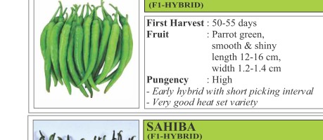 VNR 155 Chilli Seeds