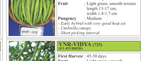 VNR 109 Chilli Seeds