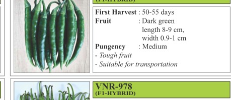 Rohini Chilli Seeds