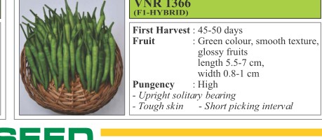 VNR 136 Chilli Seeds