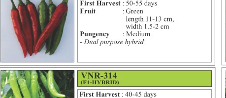 VNR 577 Chilli Seeds