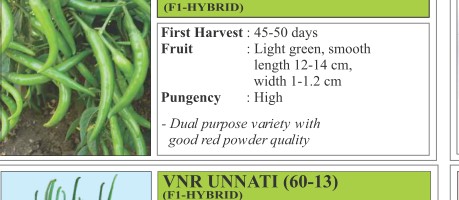 VNR 277 Chilli Seeds