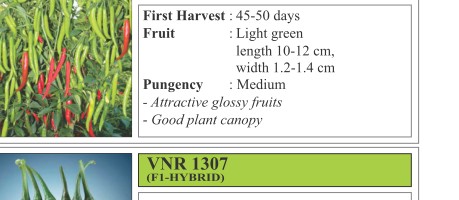VNR 226 Chilli Seeds
