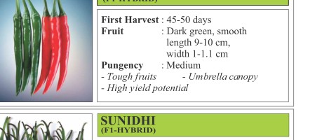 VNR 1307 Chilli Seeds