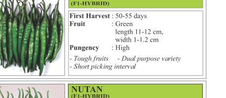 Sundhi Chilli Seeds