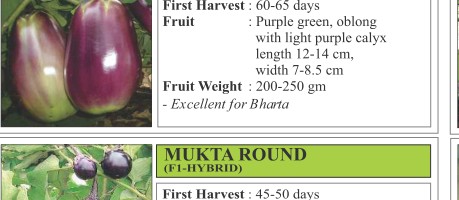 Rajgaon Chilli Seeds