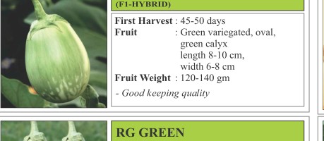 VNR Romi Chilli Seeds