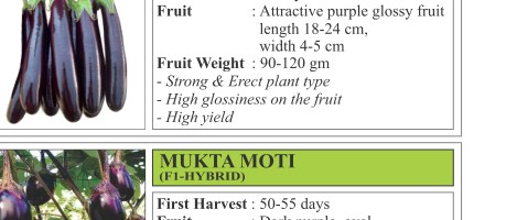 Glossy 56 Brinjal Seeds