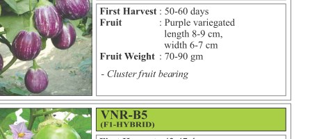 Manjushree Brinjal Seeds