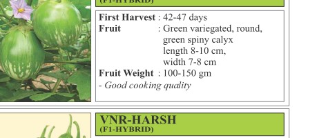 VNR 85 Brinjal Seeds