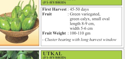 VNR Harsh Brinjal Seeds