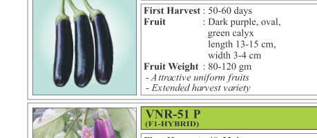 VNR 125 Brinjal Seeds