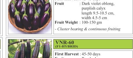 VNR 212 Brinjal Seeds