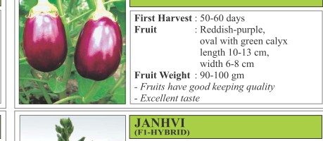 Siligudi 111 Brinjal Seeds
