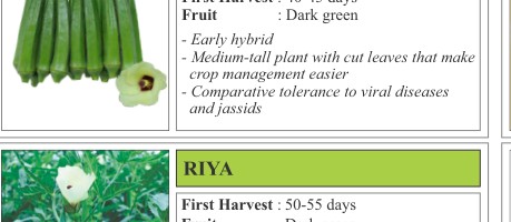 VBH 932 Okra Seeds