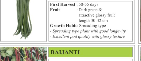 Namratha Okra Seeds