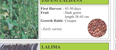 Japani Laldana Okra Seeds