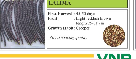 Lalima Okra Seeds