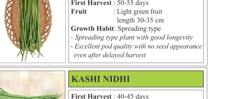 CP 41 Okra Seeds