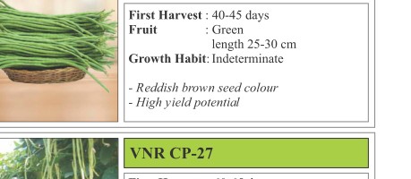 Kashinidhi Okra Seeds