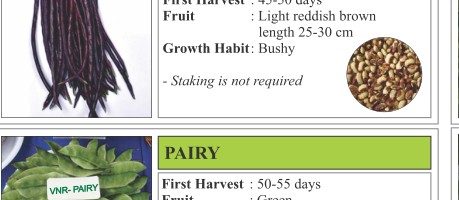 Lalita Cowpea Seeds