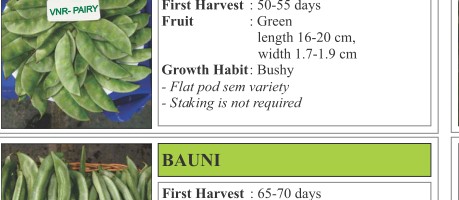 Fairy Cowpea Seeds
