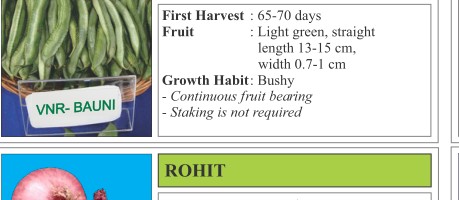 Baljhi Cowpea Seeds