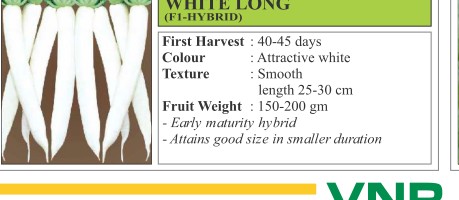 White Long Cowpea Seeds